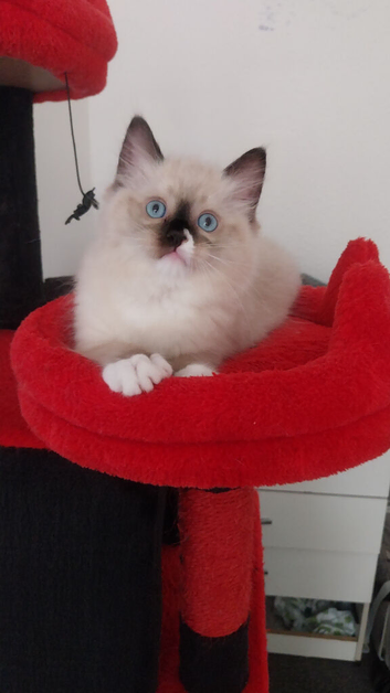 Lovely little girl ragdoll kitten.