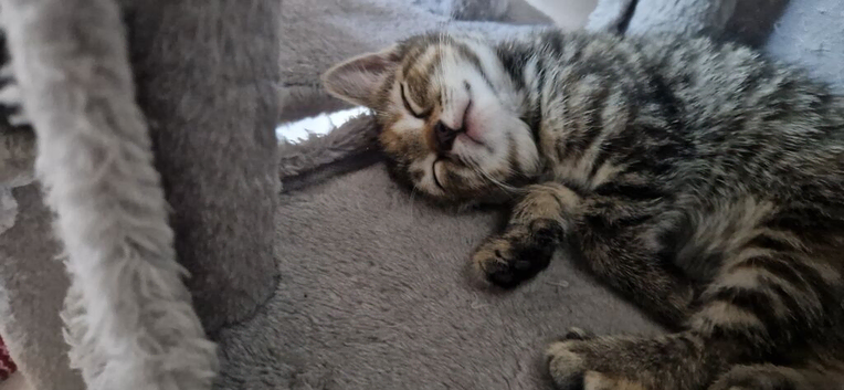 Adorable  kittens