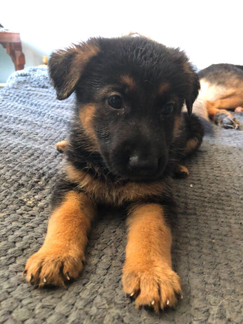 German shepherd puppys