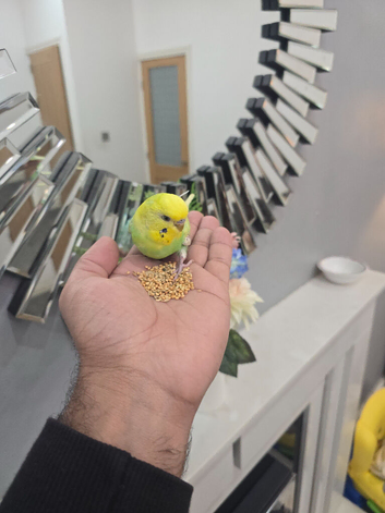 Hand tamed Budgies