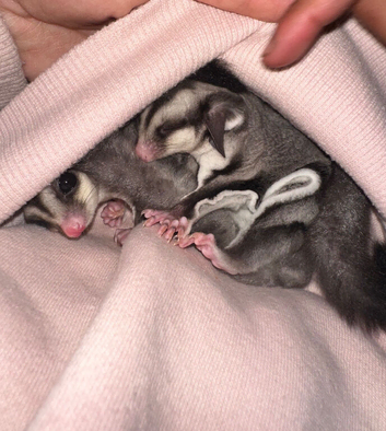 Male & Female Sugar glider