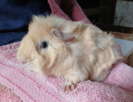 Funky coated cream boy looking for new home
