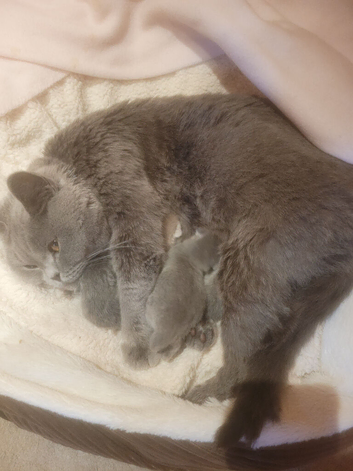 Stunning pure bred  British blue  kittens
