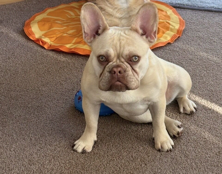 1 yr old frenchie