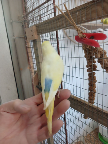 Young budgies