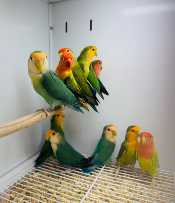 Love birds