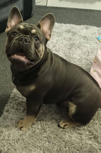 5 weeks old French bull dogs