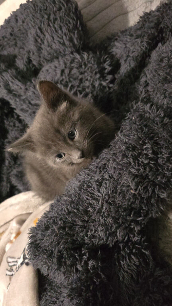 2 kittens for sale