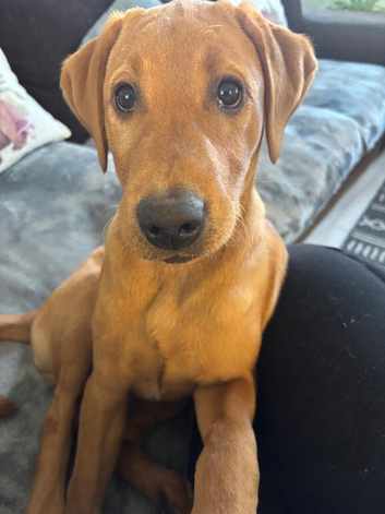 Fox red Labrador for stud &pound;350