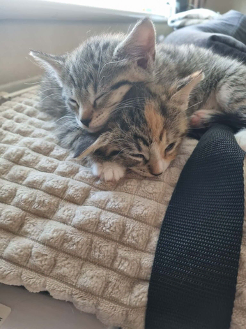 Oriental x bengal