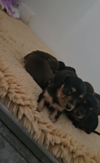Black&Tan mini longhair dachshund pups