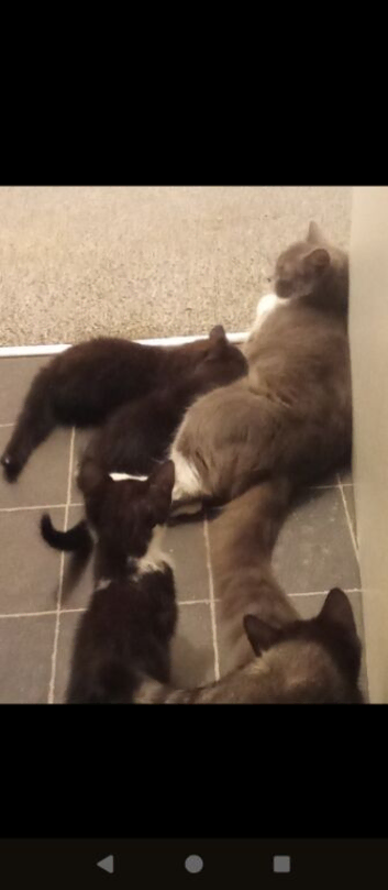 Kittens looking for their forever home