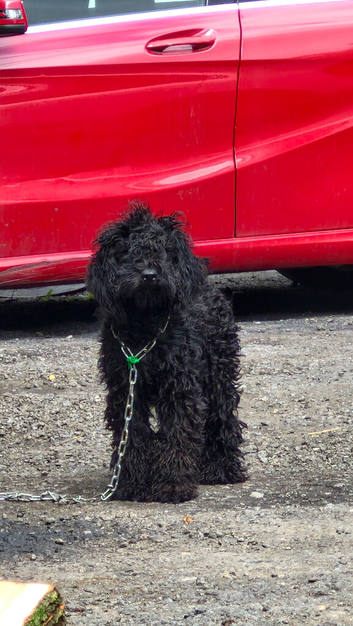 Cockapoo boy