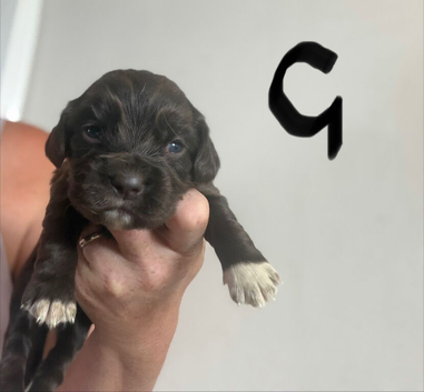 Cocker Spaniel ready now last chocolate bitch