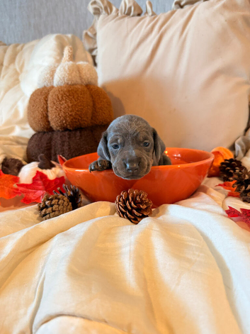 1 blue beauty Dach girl