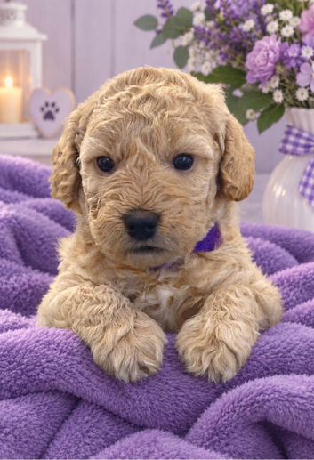 F2b Cockerpoo's 1 littke girl for sale and 1 boy