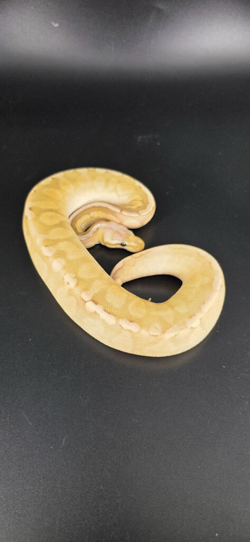 Royal/Ball Pythons available