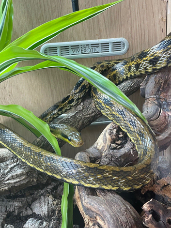 Taiwan beauty snake and trans pecos rat snske