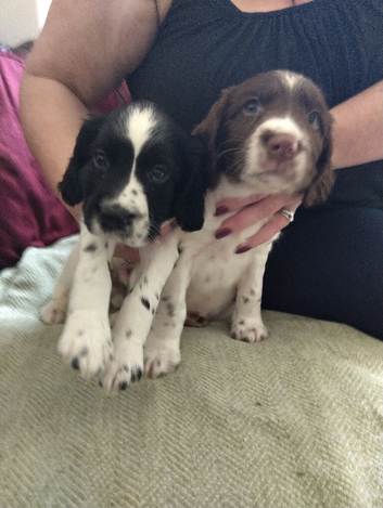 Gorgeous Sprocker Spaniel Puppies