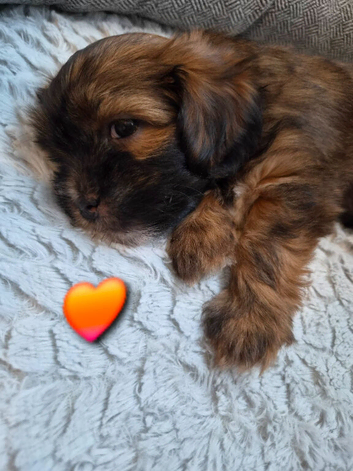 Gorgeous black/brown & tan shorkie puppies ready 10/11/26