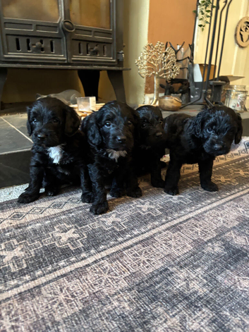 Gorgeous Spoodle puppies. READY NOW