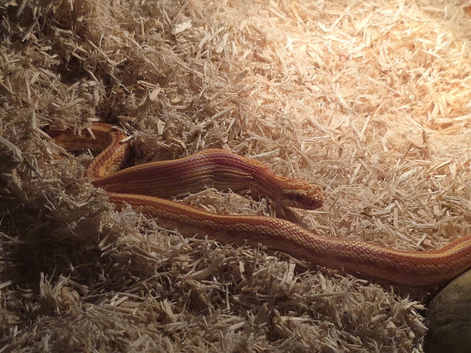 Boy albino corn snake