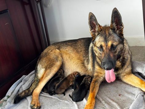 German Shepherd puppies for sale (Girls and boys)