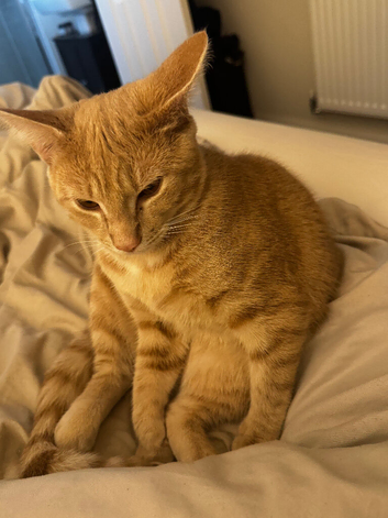 9 month old ginger tabby boy