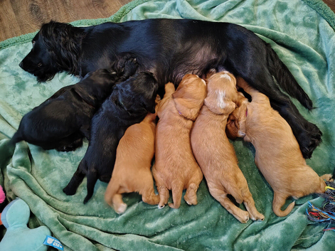 cocker spaniel puppies