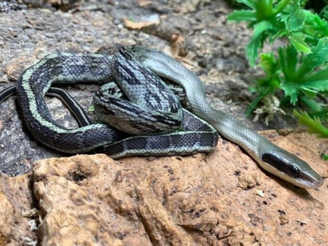 Vietnamese Blue Beauty Snakes at Birmingham Reptiles