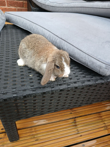 2 baby mini lop rabbits for sale