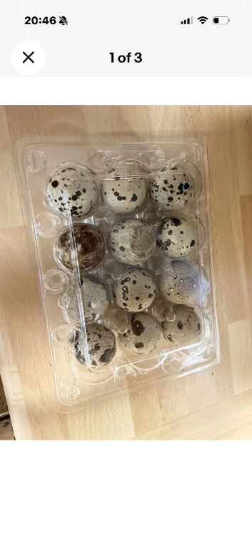 Fertile Quail Hatching Eggs | Can Be Posted or Collected