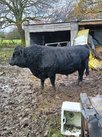 Registered pedigree Dexter Bull