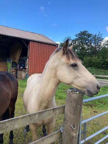 Registered 2 yr old buckskin gelding