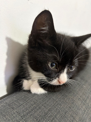 Cute kitten for sale
