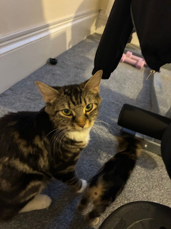 Mixed Norwegian Forest
