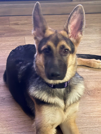 5mth old German Shepherd