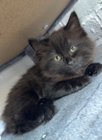 Fluffy kitten