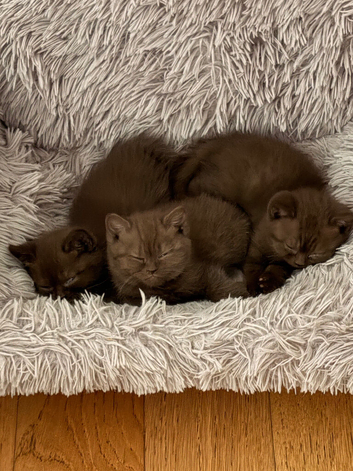 Brown British Shorthair