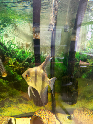 Rehome - Large Angelfish