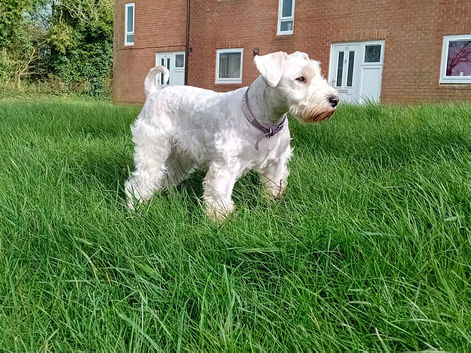 Champion Bloodline Miniature Schnauzer