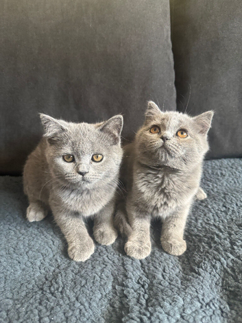 Scottish fold kittens
