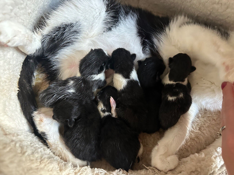 Beautiful litter of 6 kittens
