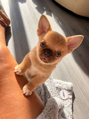 Chocolate fawn male chihuahua smoothcoat