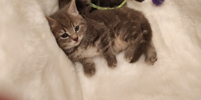 Beautiful Russian Blue x Tabby 8 weeks old fully litter trained