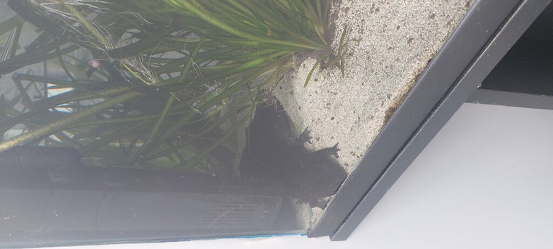 Axolotl with tank