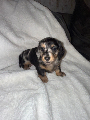 Miniature dachshund puppy’s