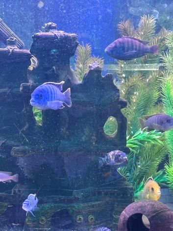 Cichlids mbuna x10