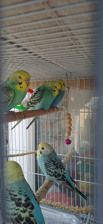 Pairs of baby cock budgies