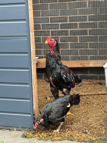Aseel Breeding Pair for Sale - Hen & Cock